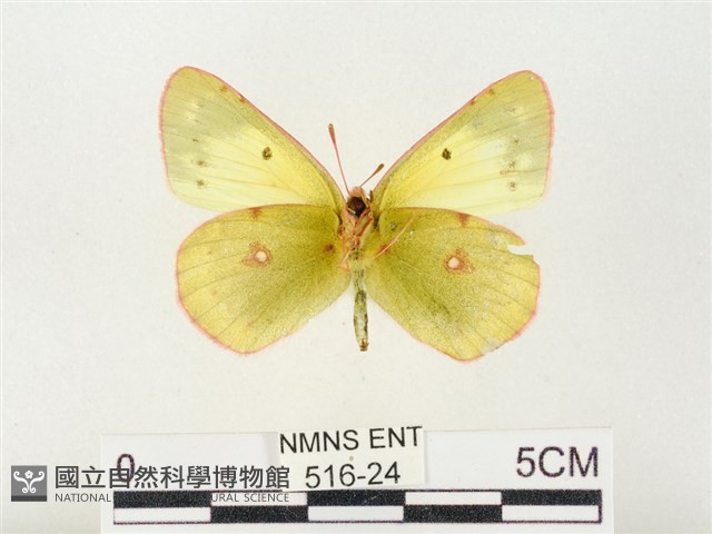 紋黃粉蝶藏品圖，第2張