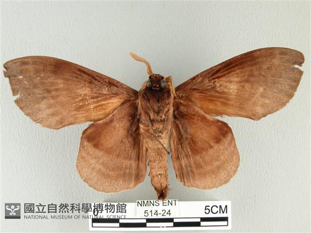 松大毛蟲藏品圖，第2張