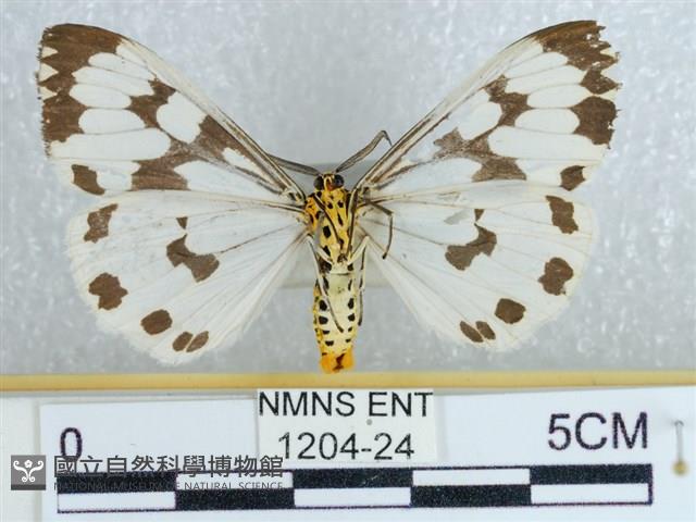 粉蝶燈蛾藏品圖，第2張