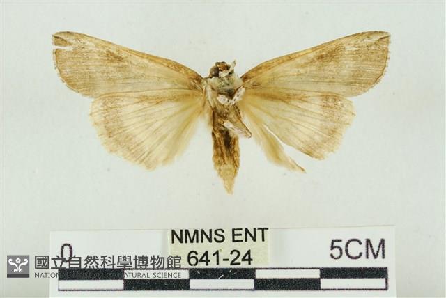 臺洒波紋蛾藏品圖，第2張