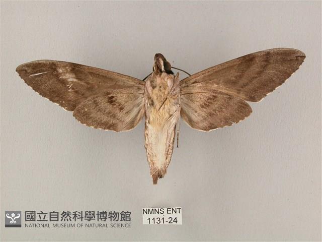 粗斜紋天蛾藏品圖，第2張