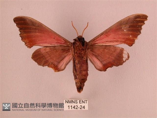 桃紅六點天蛾藏品圖，第2張