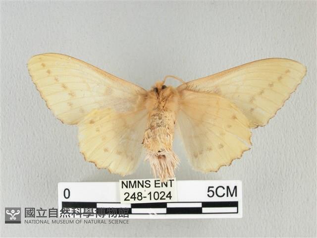 青枯葉蛾藏品圖，第2張