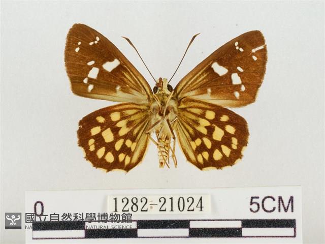 臺灣流星弄蝶藏品圖，第2張