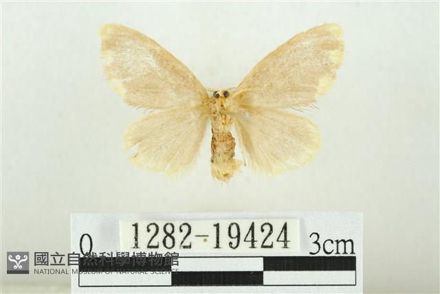 黑翅黃毒蛾藏品圖，第2張