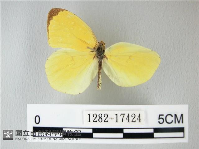 荷氏黃蝶藏品圖，第2張