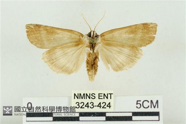 臺洒波紋蛾藏品圖，第2張