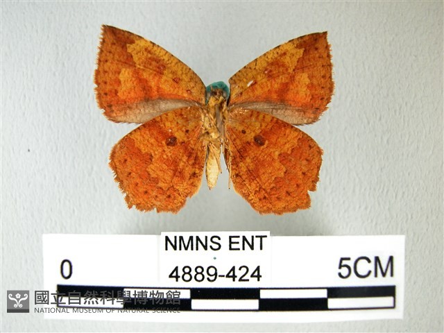 隱錨紋蛾藏品圖，第2張