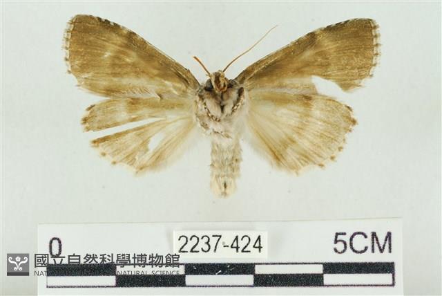 淡紅線波紋蛾藏品圖，第2張