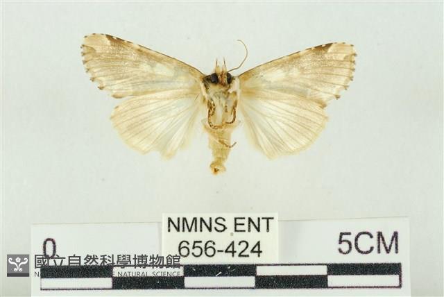 連珠波紋蛾藏品圖，第2張