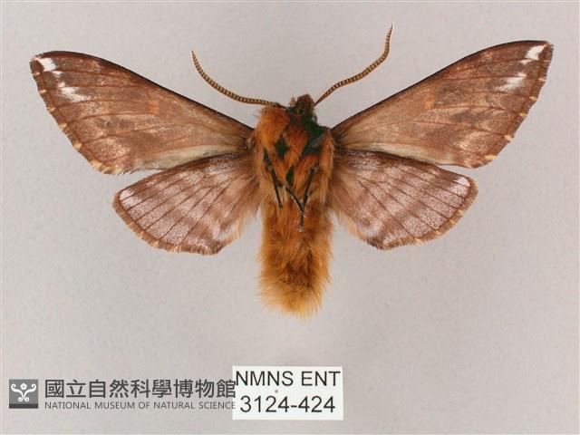 井上氏絨毛天蛾藏品圖，第2張