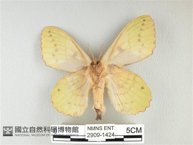 青枯葉蛾藏品圖，第2張