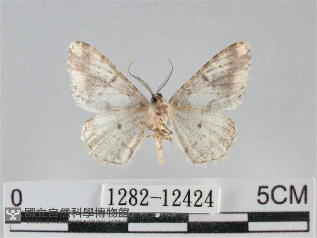 雙峰霜尺蛾藏品圖，第2張