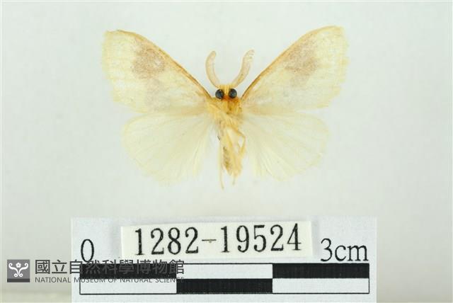 寬紋黃毒蛾藏品圖，第2張