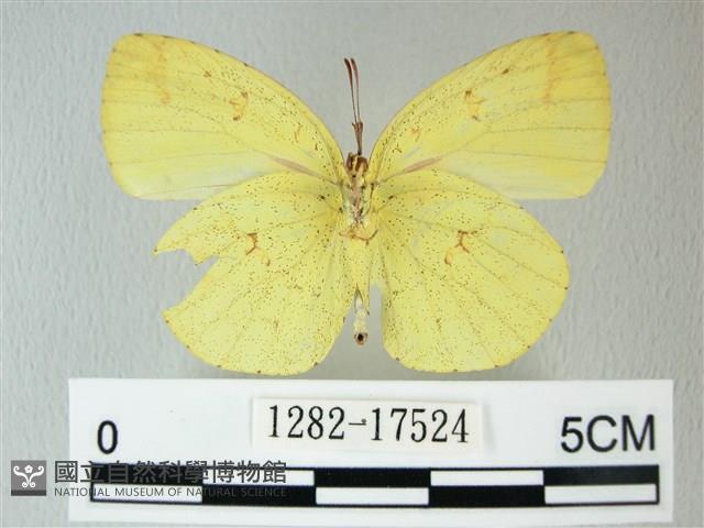 荷氏黃蝶藏品圖，第2張