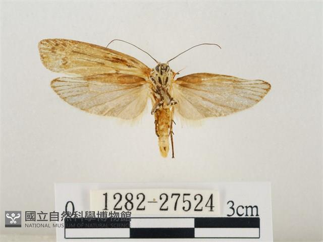 線紋篩蛾藏品圖，第2張