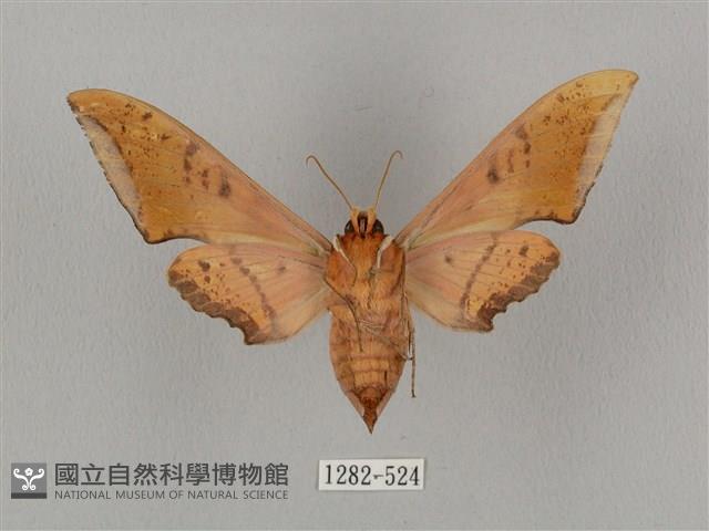 廣東鷹翅天蛾藏品圖，第2張