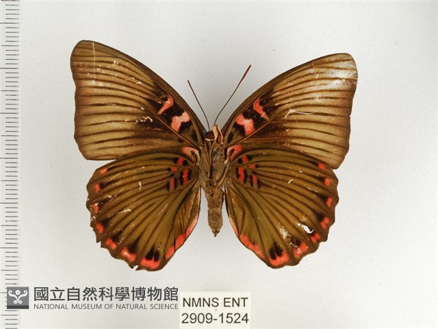 紅玉翠蛺蝶藏品圖，第2張