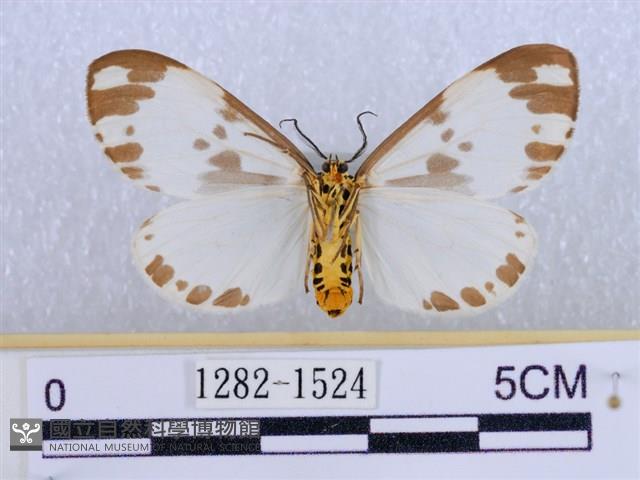 後凸蝶燈蛾藏品圖，第2張