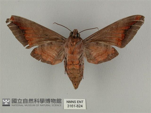 全緣缺角天蛾藏品圖，第2張