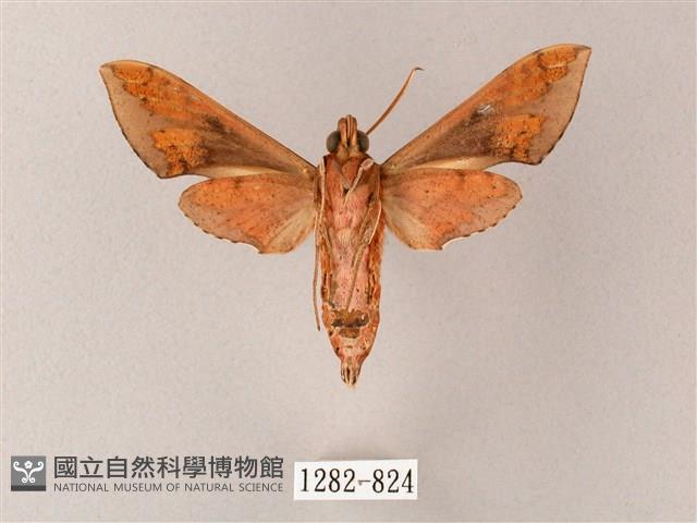 雙斑白肩天蛾藏品圖，第2張