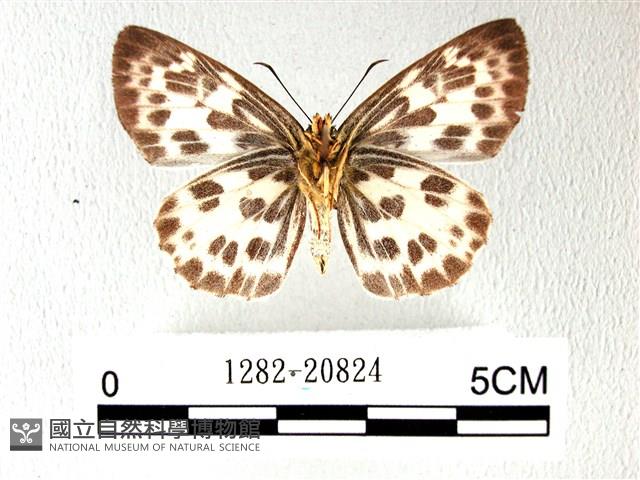 白弄蝶藏品圖，第2張