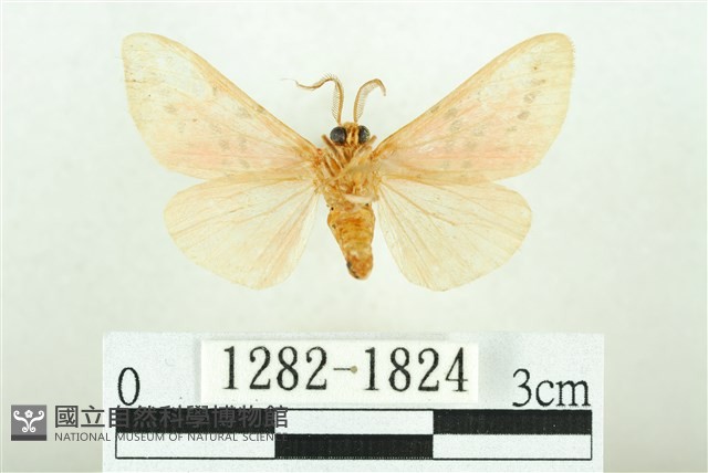 三條橙燈蛾藏品圖，第2張