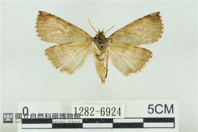 基黑新波紋蛾藏品圖，第2張