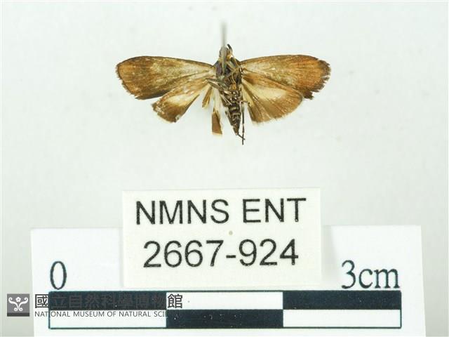 叉紋閃舞蛾藏品圖，第2張
