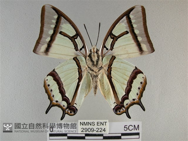 小雙尾蛺蝶藏品圖，第2張