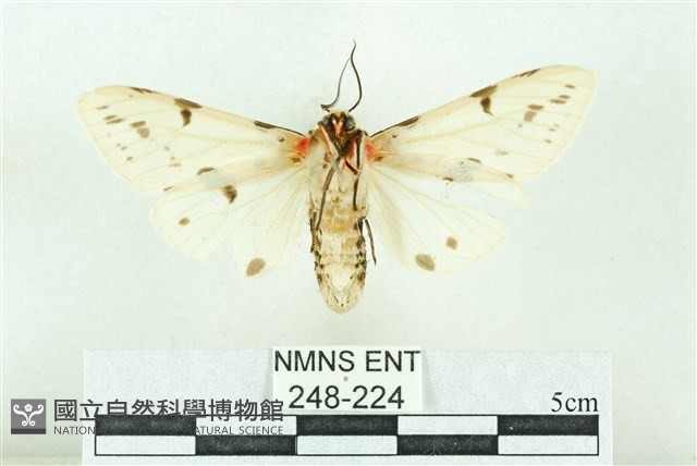菊池污燈蛾藏品圖，第2張