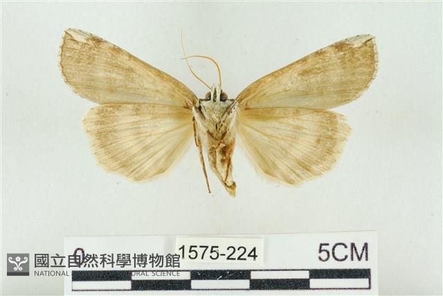 臺洒波紋蛾藏品圖，第2張