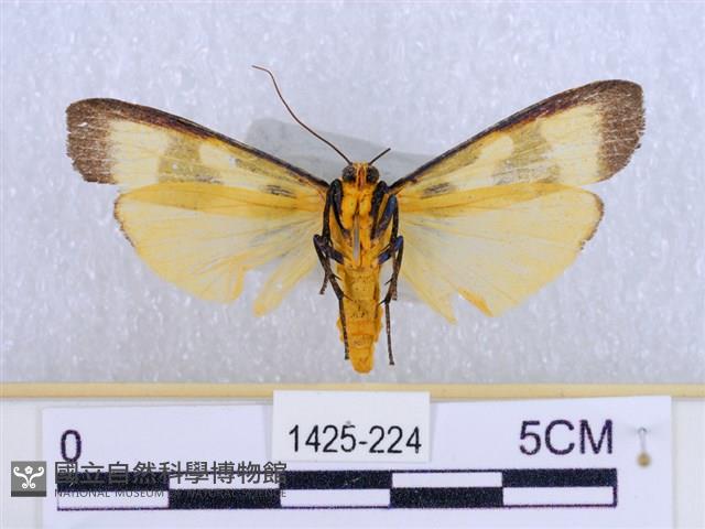 閃光苔蛾藏品圖，第2張