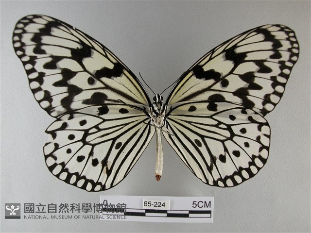 大白斑蝶藏品圖，第2張