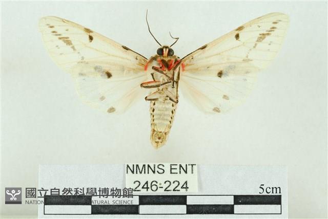 菊池污燈蛾藏品圖，第2張