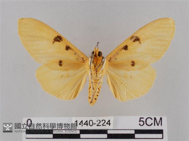 橙擬燈蛾藏品圖，第2張