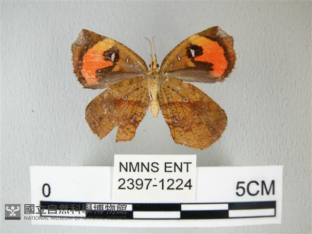 錨紋蛾藏品圖，第2張