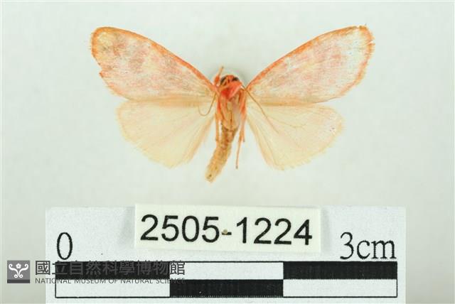 三色豔苔蛾藏品圖，第2張