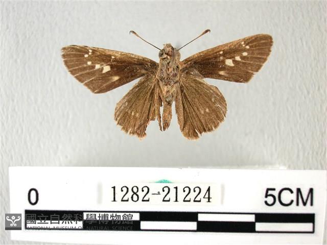 禾弄蝶藏品圖，第2張