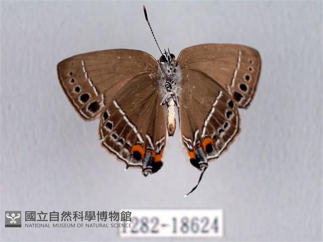 臺灣洒灰蝶藏品圖，第2張