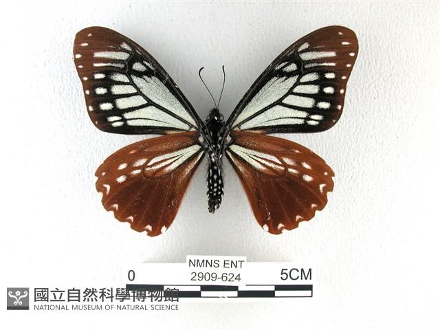 斑鳳蝶藏品圖，第2張