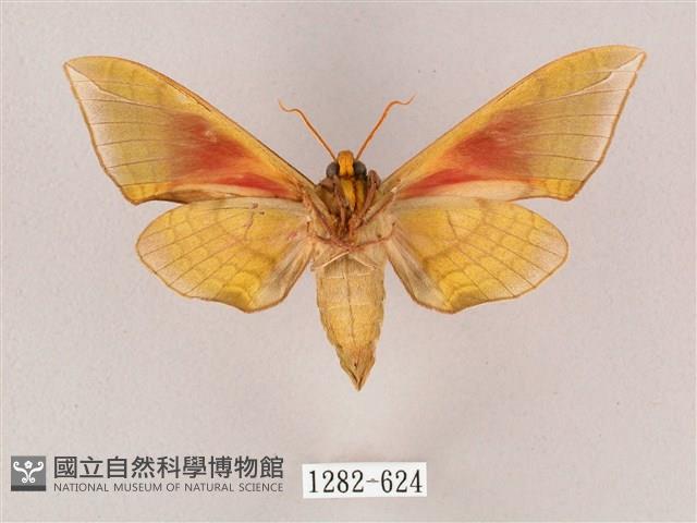 榆綠天蛾藏品圖，第2張