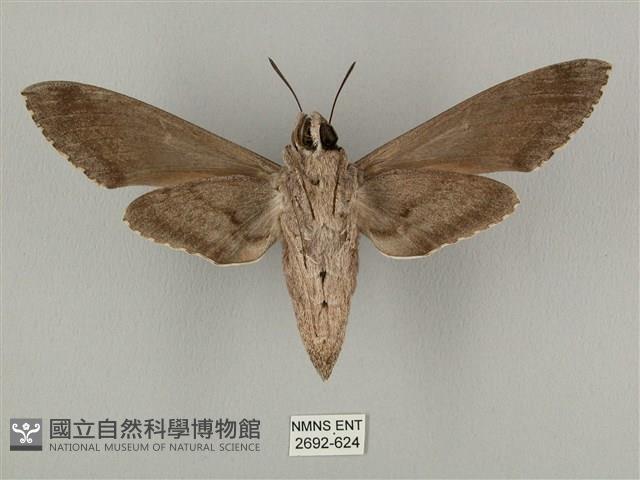 蝦殼天蛾藏品圖，第2張