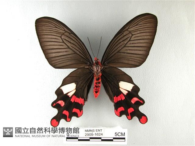 多姿麝鳳蝶藏品圖，第2張