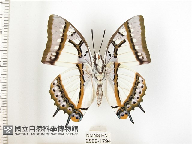 雙尾蛺蝶藏品圖，第2張