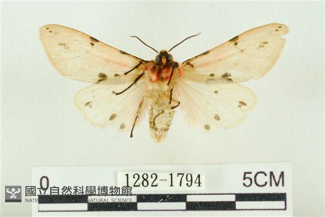 棍棒污燈蛾藏品圖，第2張