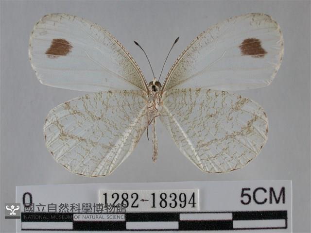 纖粉蝶藏品圖，第2張