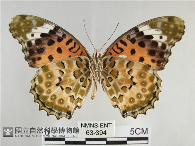斐豹蛺蝶藏品圖，第2張