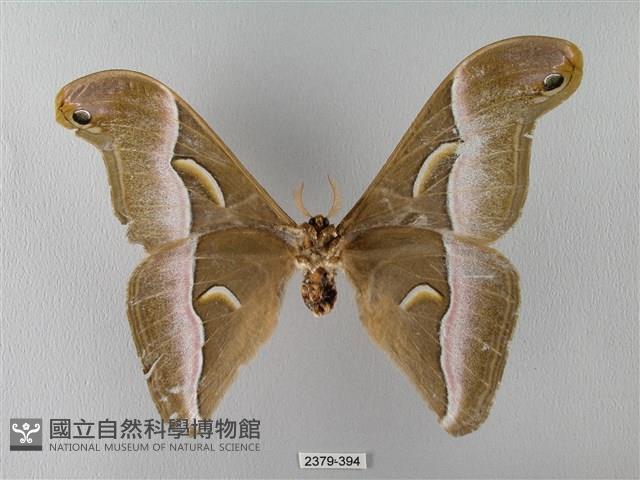 眉紋天蠶蛾藏品圖，第2張