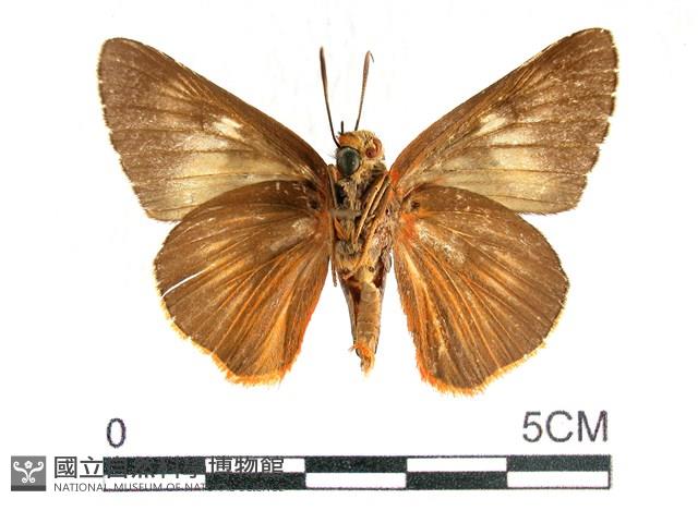 橙翅傘弄蝶藏品圖，第2張
